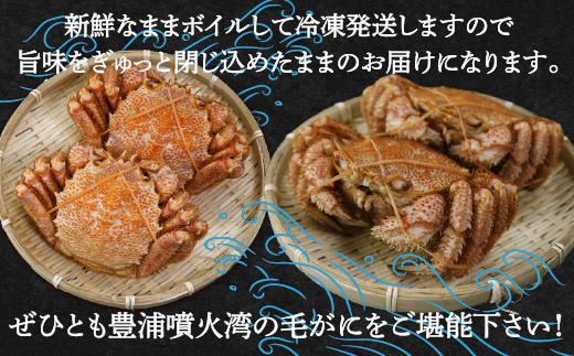 【令和7年度発送先行予約】【地元現役漁師が厳選！！】ボイル・毛ガニ2尾（1尾400〜500g）北海道 豊浦 噴火湾 TYUR007