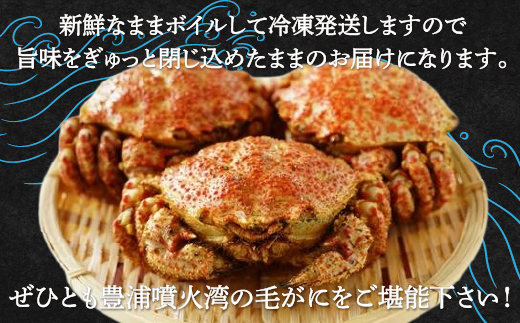 【令和7年度発送先行予約】【地元現役漁師が厳選！！】ボイル・毛ガニ3尾（1尾300〜400g）北海道 豊浦 噴火湾 TYUR008