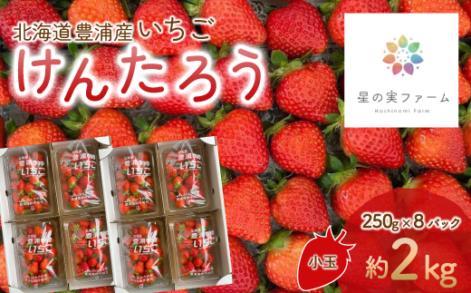 【2025.5月以降順次出荷】北海道 豊浦 いちご 小玉 けんたろう 250g×8パック 約2kg TYUW002