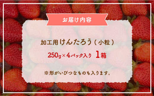 【2025.5月以降順次出荷】北海道 豊浦 いちご 加工用 小粒 けんたろう 250g×4パック1箱 約1kg TYUW003