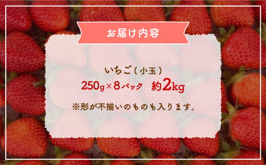 【2025.5月以降順次出荷】北海道 豊浦 いちご 小玉 けんたろう 250g×8パック 約2kg TYUW002