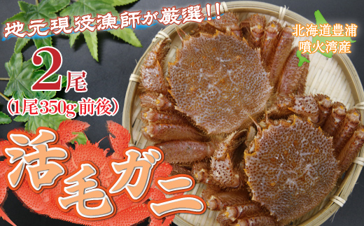 【令和8年度発送先行予約】【地元現役漁師が厳選】活毛ガニ2尾（1尾350g前後）毛ガニ 冷蔵 TYUR036