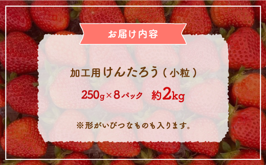 【2025.5月以降順次出荷】北海道 豊浦 いちご 加工用 小粒 けんたろう 250g×8パック 約2kg TYUW004