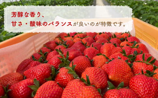 【2025.5月以降順次出荷】北海道 豊浦 いちご 加工用 小粒 けんたろう 250g×8パック 約2kg TYUW004