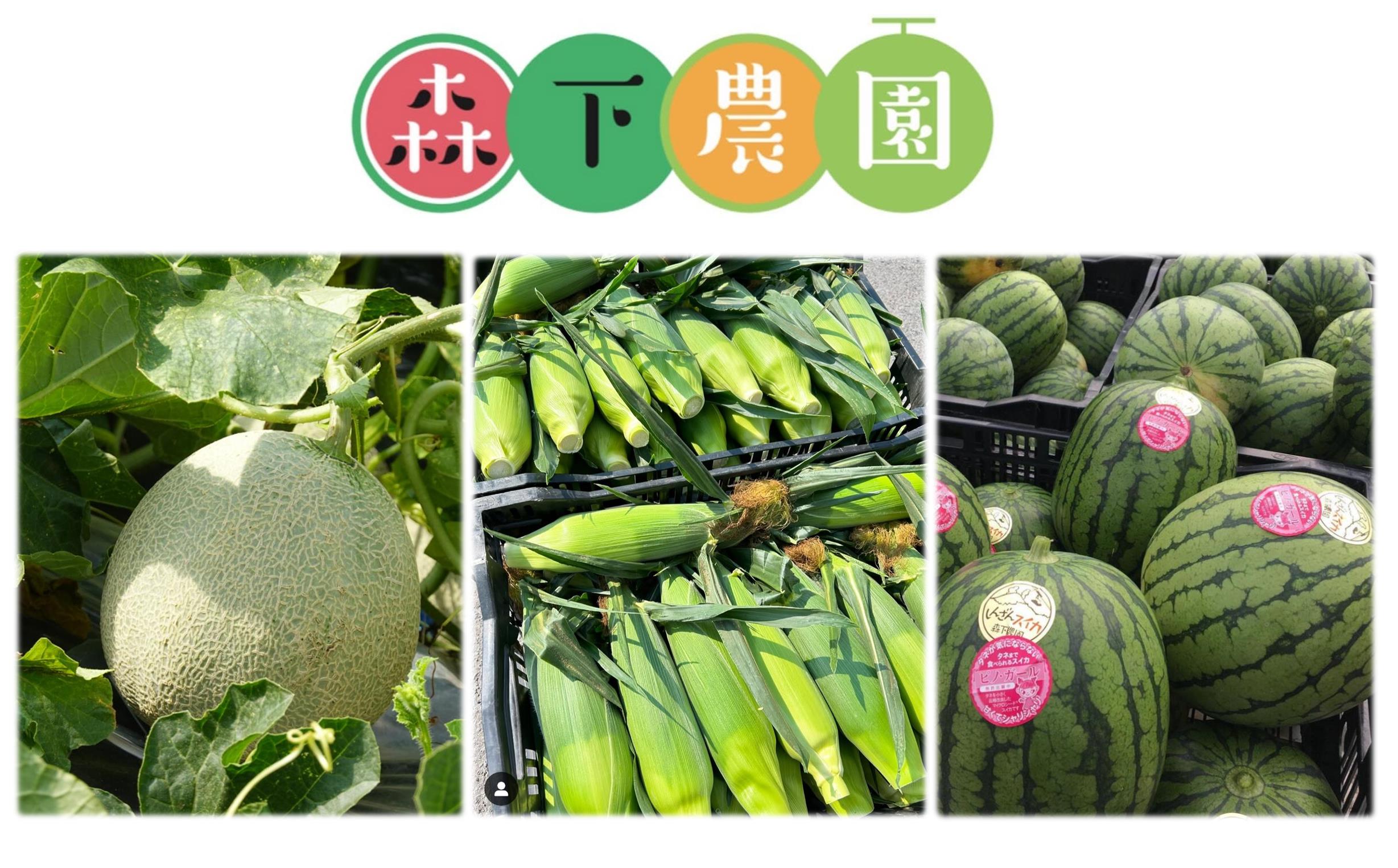 ＜2026年8月上旬よりお届け＞北海道壮瞥産　新山すいか 小玉すいか（マダーボール）Lサイズ2玉 スイカ SBTN002