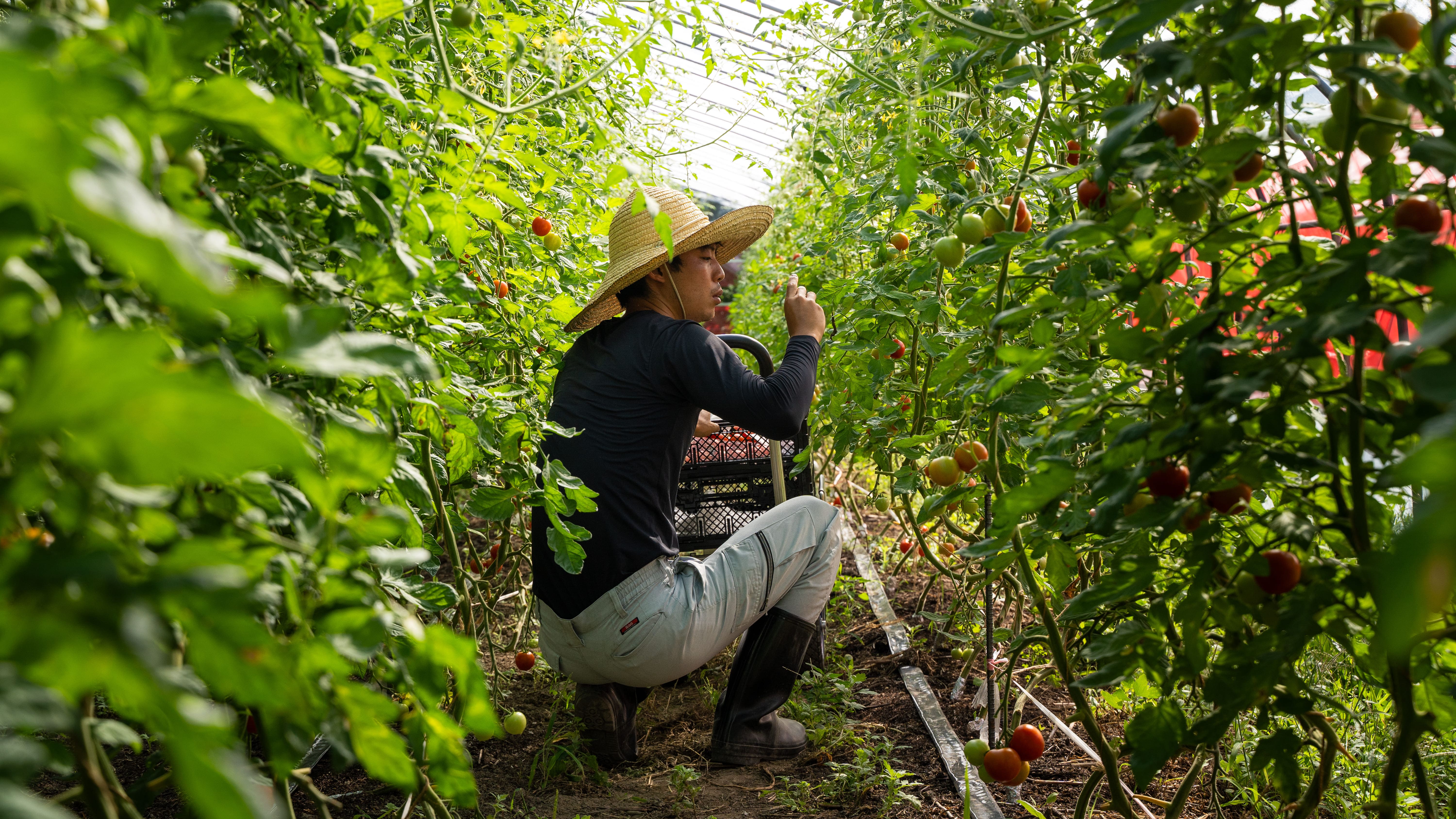 ã2026幎äºçŽã極æšãããã¯ãŒã«äŸ¿ é£ã¹æ¯ã¹2çš®ã»ãã åæµ·é壮ç¥çºç£ ã¹ã€ãŒãïŒã©ããããŽãã 4kg äžçããã SBTAJ030