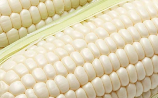 ＜2026年8月中旬よりお届け＞【朝採り】北海道壮瞥町産　ホワイトコーン「ピュアホワイト」Lサイズ以上6本（約2.5kg） SBTQ004