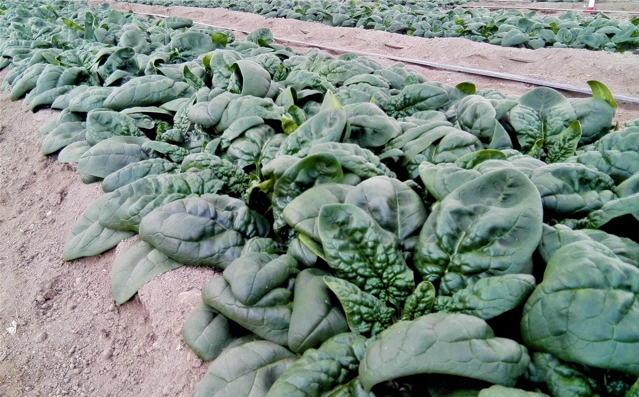 <2025幎12æäžæ¬ãããå±ã>åæµ·é壮ç¥ç£ 倧äœèŸ²åã®ãå¯ç· ãã¡ã¢ã¿ã»ãããèã5è¢ãšãã»ããã©ã€ããããªã€ã«æŒ¬ãã1ç¶ïŒ110gïŒã®ã»ãã SBTR007