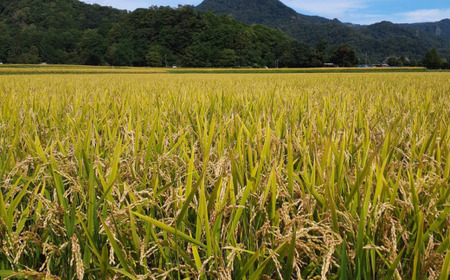 【令和7年産 6ヶ月定期配送】（無洗米6kg）ホクレンゆめぴりか（無洗米2kg×3袋） SBTD055