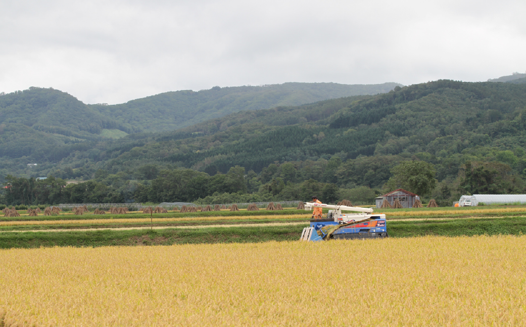 ã什å7幎ç£ã åæµ·é壮ç¥çºç£ æž
氎蟲åã®ãªãªã€ãŒã 5kg SBTO015