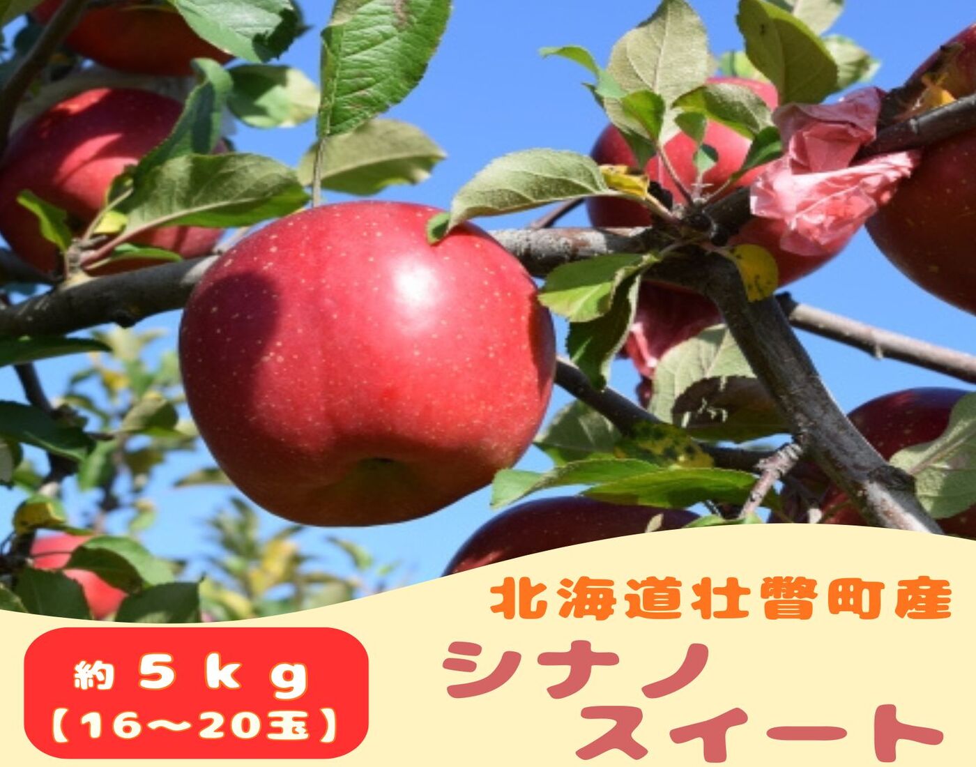【先行予約】 シナノスイート 約5kg <2026年10月下旬頃～発送予定> SBTB013