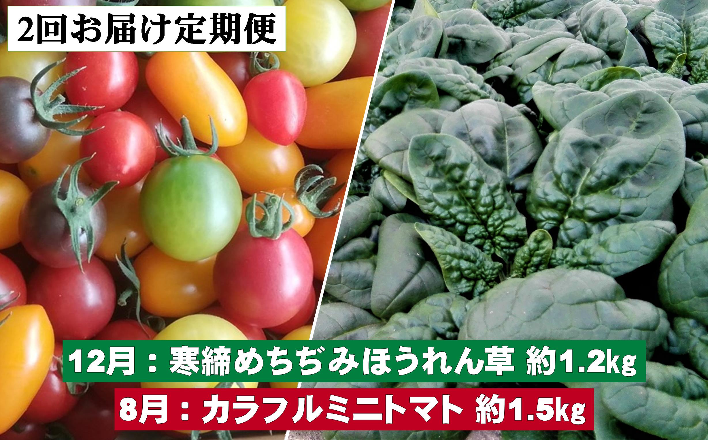 ＜2025年12月・2026年8月お届け＞大作農園　寒締めちぢみほうれん草約1.5kg・カラフルミニトマト約1.5kg　2回お届け定期便 SBTR006