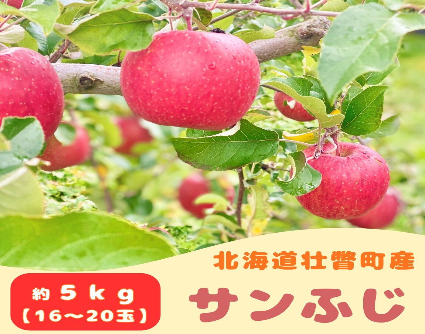 【先行予約】 サンふじ 約5kg <2026年11月中旬頃～発送予定>  SBTB015