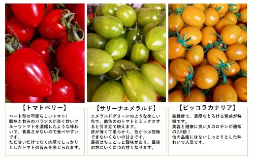 ＜2026年7月上旬よりお届け＞【農園直送】北海道壮瞥産　彩りミニトマト約2.7kg SBTO004