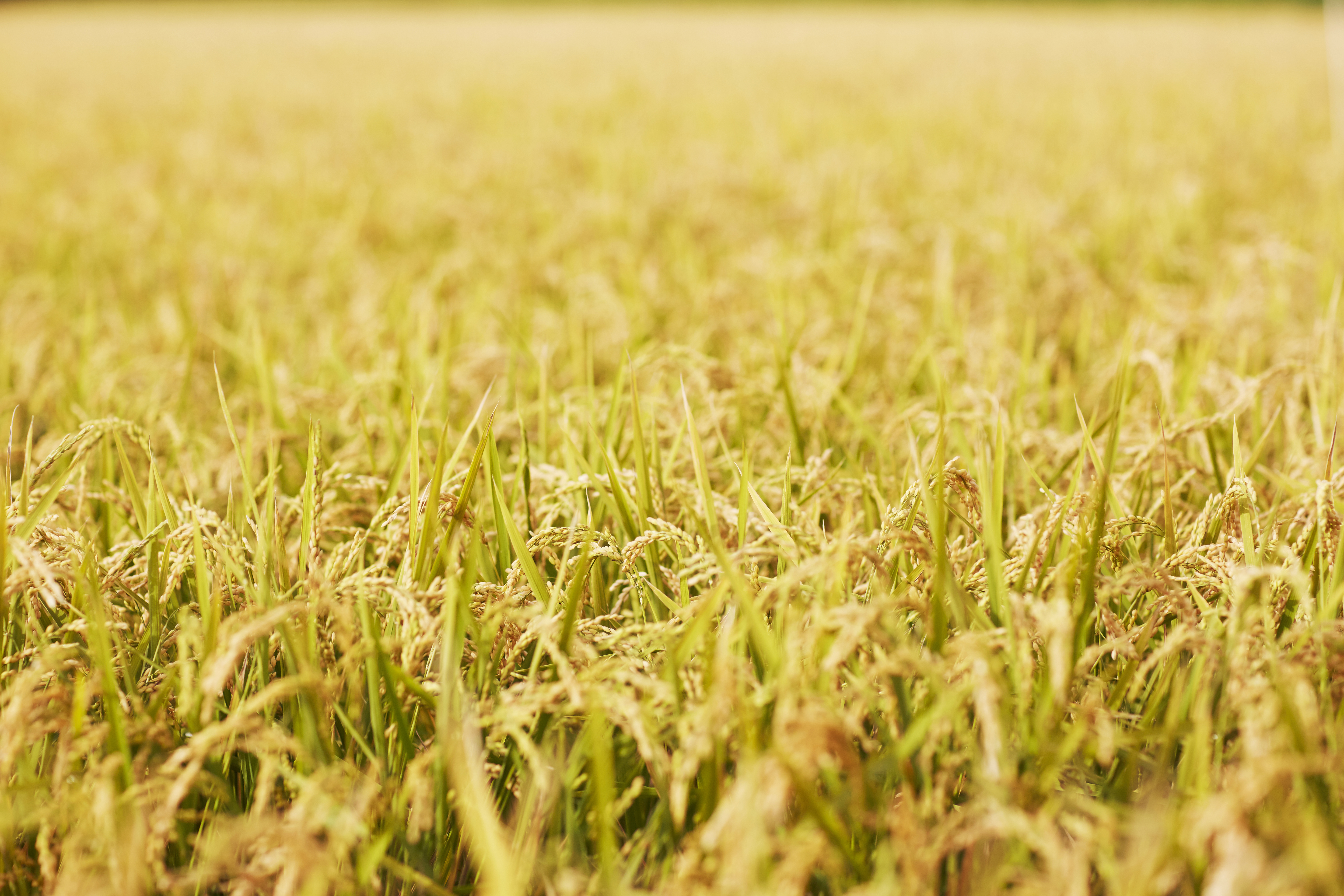 【令和7年産米】新山米（ななつぼし）5kg×2袋　10kg