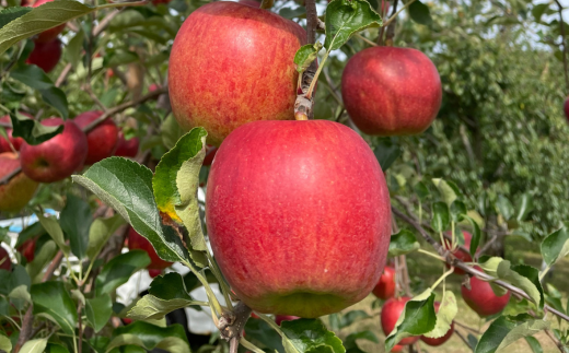 【先行予約】北海道壮瞥町産りんご「サンつがる」約3kg(8～11玉)<2026年9月下旬よりお届け> SBTF001