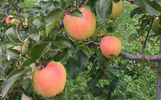 【先行予約】北海道壮瞥町産りんご「ぐんま名月」約3kg(8〜10玉)<2026年11月中旬よりお届け> SBTF004