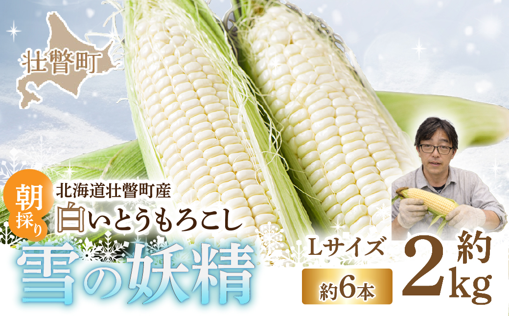 ＜2026年8月下旬よりお届け＞【朝採り】北海道壮瞥産 白いとうもろこし「雪の妖精」Lサイズ6本(約2kg) SBTQ005