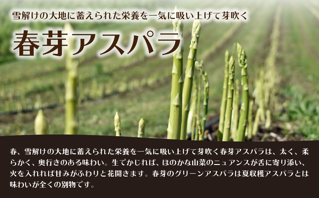 【2026年予約】朝採りグリーンアスパラ（春芽）M-L混合 約800g 北海道壮瞥町産 SBTAJ031