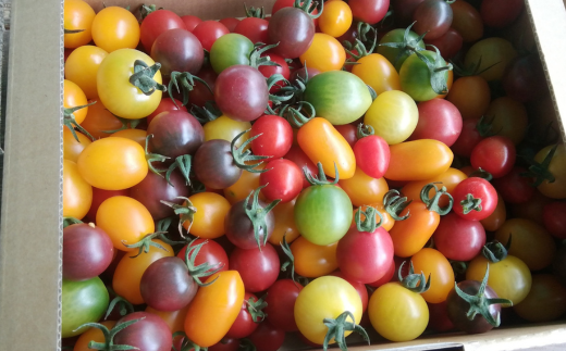 <2026幎7æäžæ¬ãããå±ã>åæµ·é壮ç¥ç£ 倧äœèŸ²åã®ãã«ã©ãã«ããããããçŽ500gïŒ5皮以äžïŒãšã»ããã©ã€ããããªã€ã«æŒ¬ã1ç¶ïŒ110gïŒã®ã»ãã SBTR008