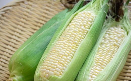 åæµ·é壮ç¥çº 2å å®æäŸ¿ 8æäžæ¬ã»8æäžæ¬ææ¡ãïŒç£å°çŽé åæµ·é壮ç¥çºç£ ãšãããããé»ã»çœ é£ã¹æ¯ã¹ SBTP011