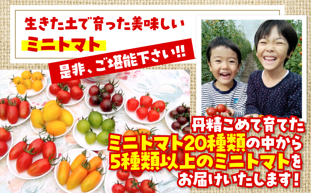 ＜2026年7月上旬よりお届け＞北海道壮瞥産 大作農園のカラフルミニトマト約1.5kg(5種以上) SBTR002