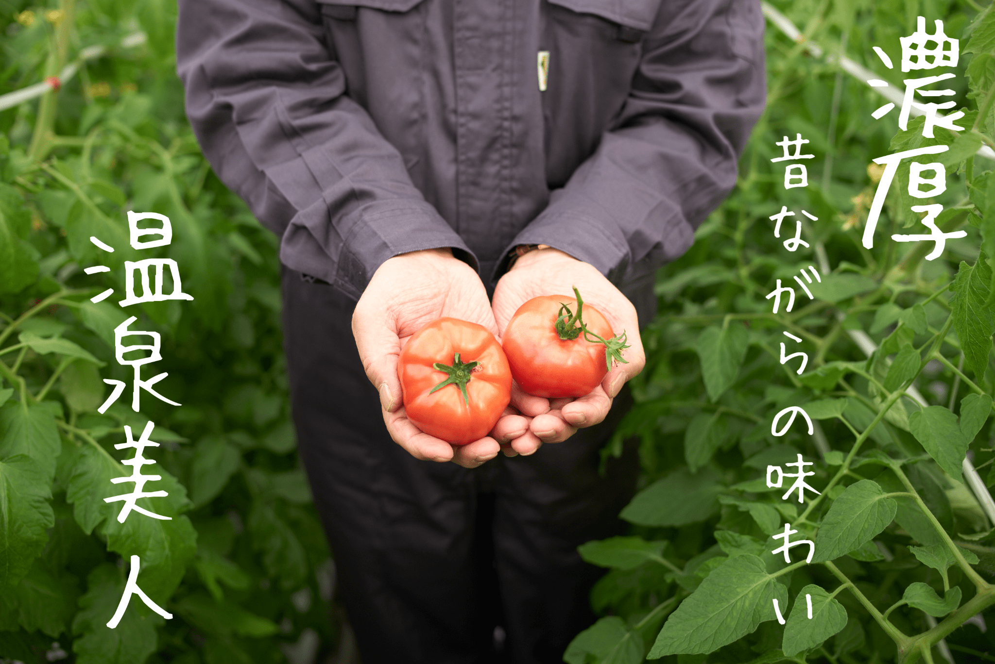 ＜2025年3月上旬より順次お届け＞北海道壮瞥産 オロフレトマト18玉入り（Lサイズ） SBTA029