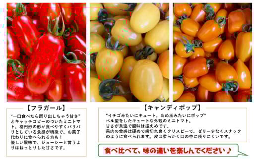 ＜2026年7月上旬よりお届け＞【農園直送】北海道壮瞥産　彩りミニトマト約2.7kg SBTO004