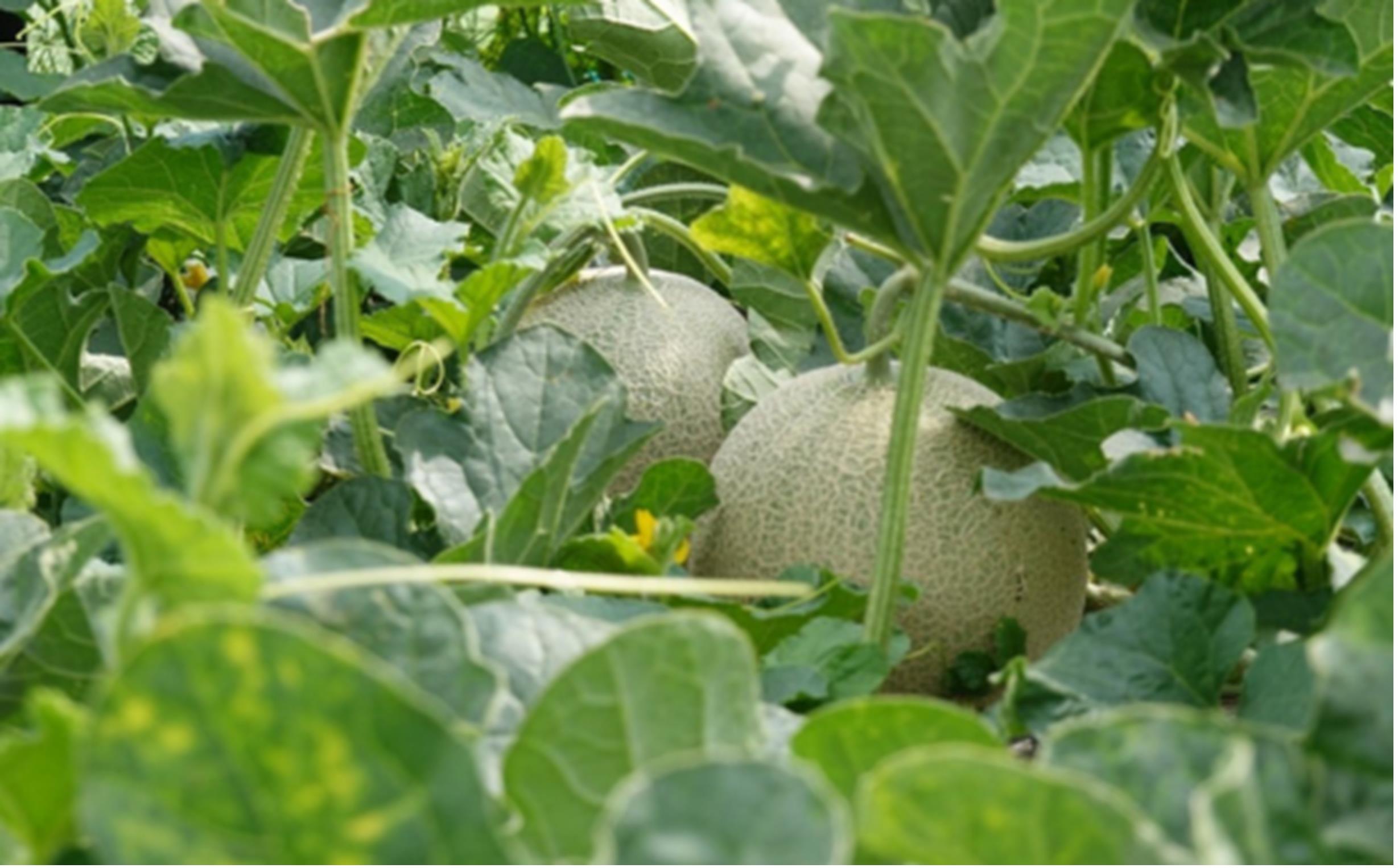 ＜2026年7月下旬よりお届け＞北海道壮瞥産 赤肉メロン（ニューキングメロン）2玉 約3kg SBTN003