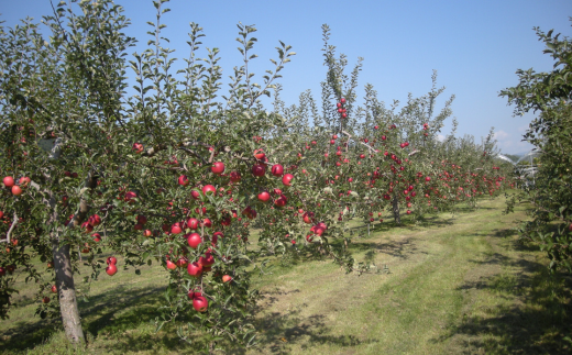 【先行予約】北海道壮瞥町産りんご「サンつがる」約3kg(8～11玉)<2026年9月下旬よりお届け> SBTF001