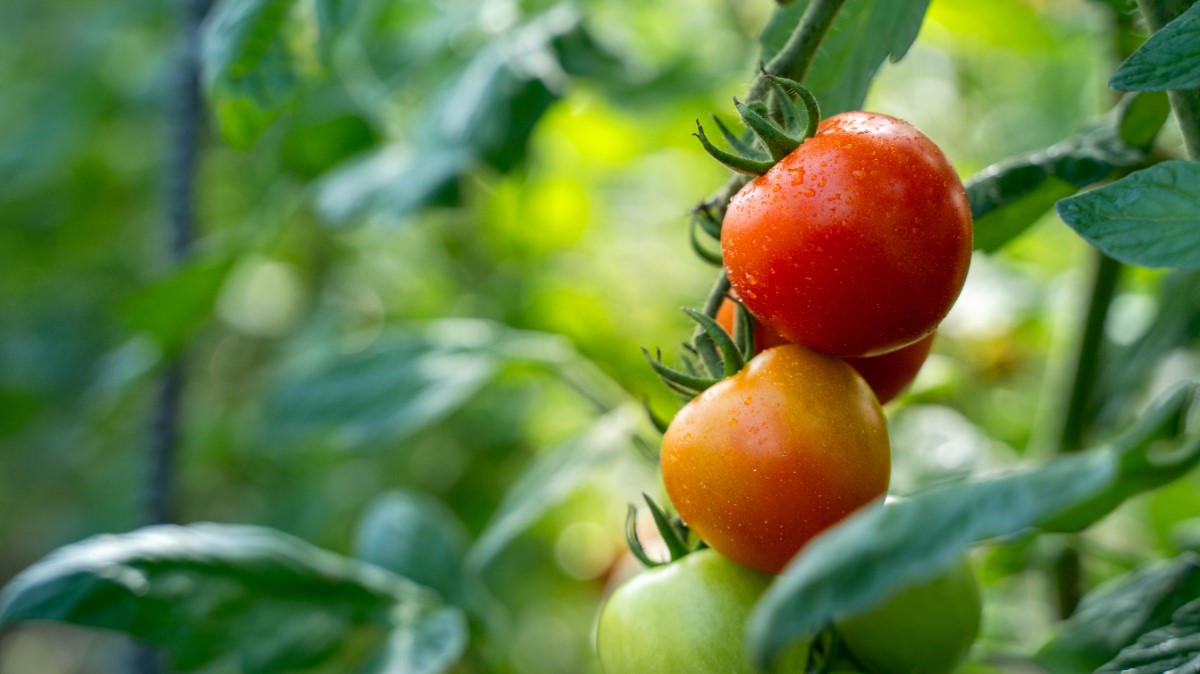 ã2026幎äºçŽã極æšãããã¯ãŒã«äŸ¿ åæµ·é壮ç¥çºç£ ã©ããããŽãã4kg äžçããã SBTAJ005