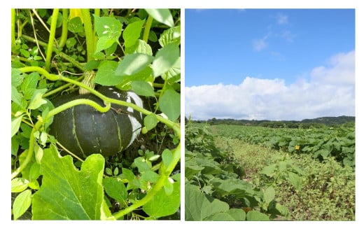 ïŒ2026幎9æåæ¬ãããå±ãïŒã蟲åçŽéãæž
氎蟲åã®ããŒã¡ã(çæšïŒçŽ10kg (4ã6ç) SBTO013