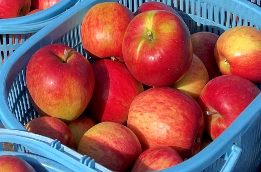 åæµ·é壮ç¥çºãããã(ã¹ããŒããã¬ãã·ã¥)ãåçš®åãã·ããã¹ã€ãŒãã12ïœ18ççŽ5kgãSBTF027