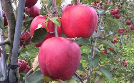 【先行予約】北海道壮瞥町産りんご「おいらせ」約3kg(7〜10玉)<2026年11月初旬にお届け> SBTF005