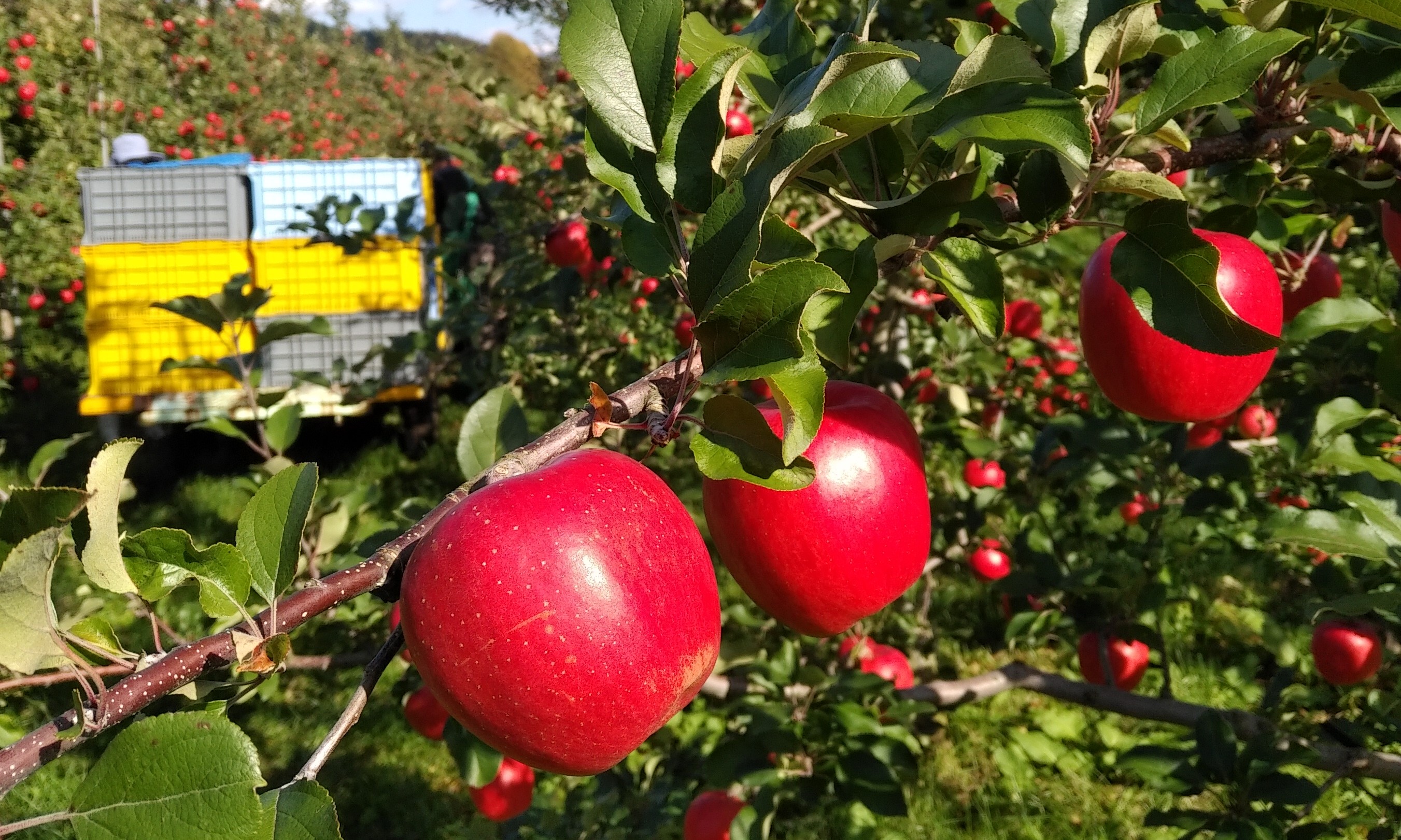 北海道壮瞥町　りんご(スマートフレッシュ)　品種名「シナノスイート」8～10玉約3kg　SBTF026
