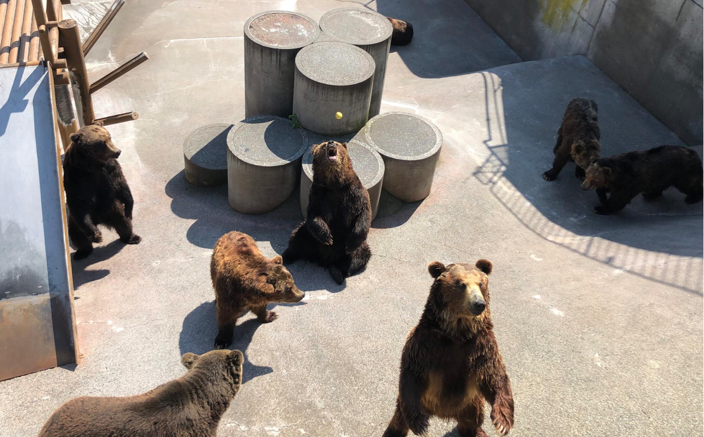 昭和新山熊牧場入場券4枚 SBTZ001