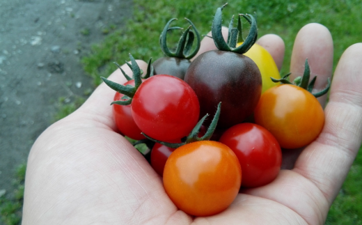 ＜2026年7月上旬よりお届け＞北海道壮瞥町産　大作農園「夏アスパラとカラフルミニトマト」のセット約1kg 先行予約 SBTR004