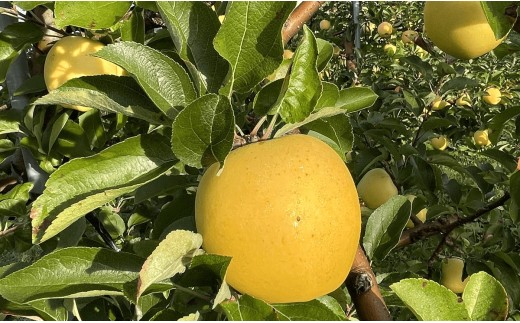 3・4月発送！北海道壮瞥町　りんご(スマートフレッシュ)　品種名「シナノゴールド」8～10玉約3kg　SBTF028