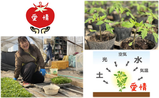 ＜2026年6月下旬よりお届け＞【特選・糖度10度以上】【農園直送】北海道壮瞥産 こだわりフルーツトマト 20玉以上 SBTO005