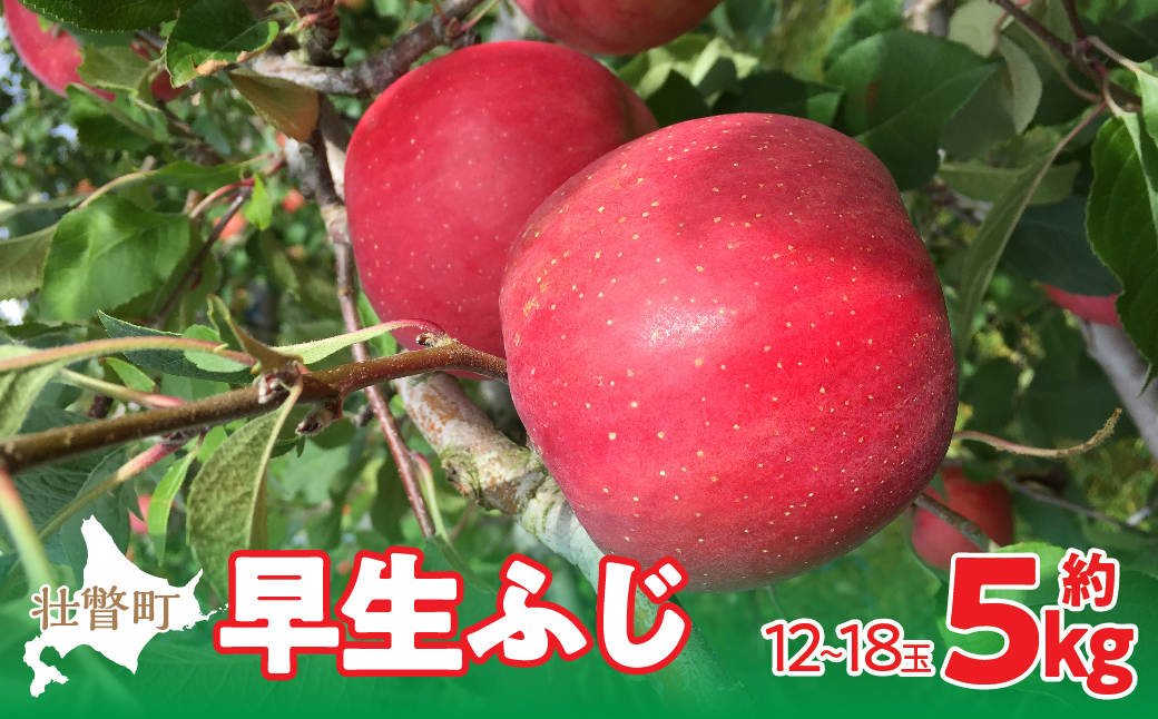 【先行予約】北海道壮瞥町産りんご「早生ふじ」約5kg(12〜18玉)<2026年10月中旬よりお届け> SBTF009