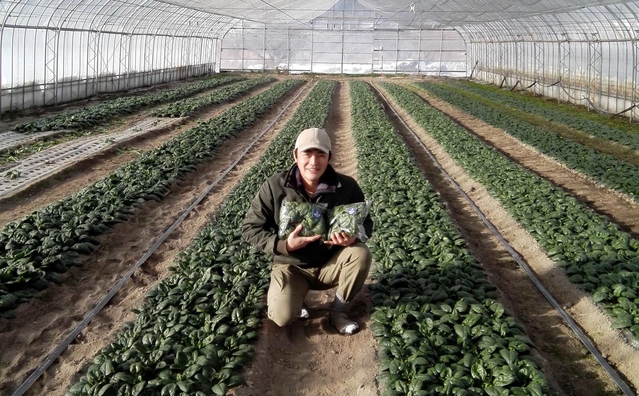 <2025幎12æäžæ¬ãããå±ã>åæµ·é壮ç¥ç£ 倧äœèŸ²åã®ãå¯ç· ãã¡ã¢ã¿ã»ãããèã5è¢ãšãã»ããã©ã€ããããªã€ã«æŒ¬ãã1ç¶ïŒ110gïŒã®ã»ãã SBTR007