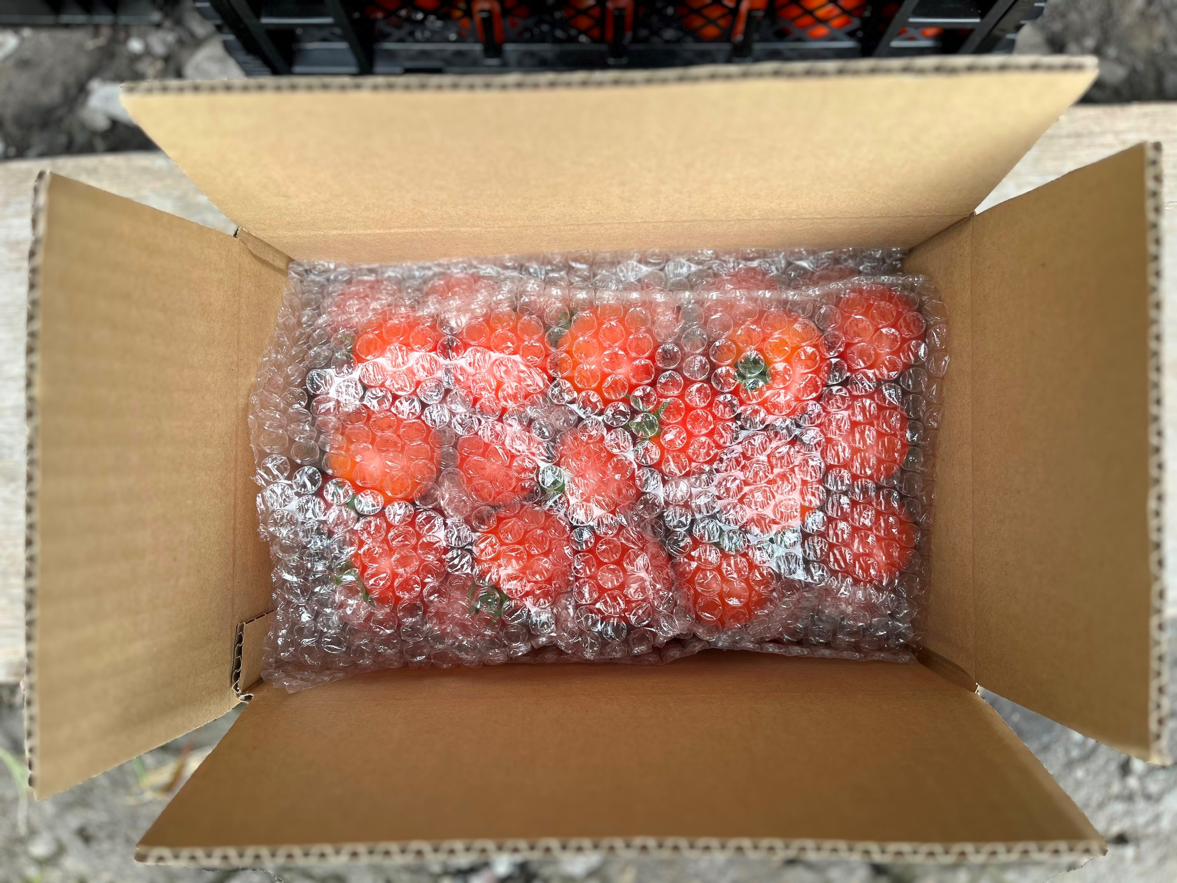 ã2026幎äºçŽã極æšãããã¯ãŒã«äŸ¿ åæµ·é壮ç¥çºç£ ã©ããããŽãã4kg äžçããã SBTAJ005