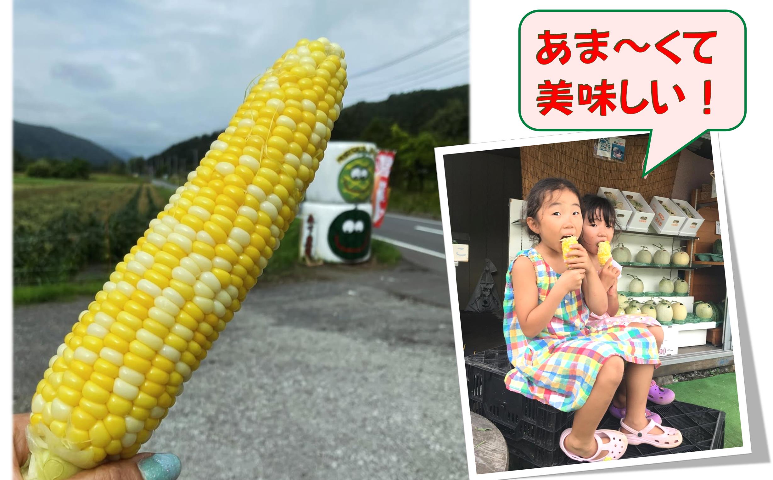 【先行予約】【定期便2回】スイートコーン約5kg(13本) ＋じゃがいも(とうや)約10kg 旬の野菜定期便<8月上旬・9月下旬お届け> SBTN013