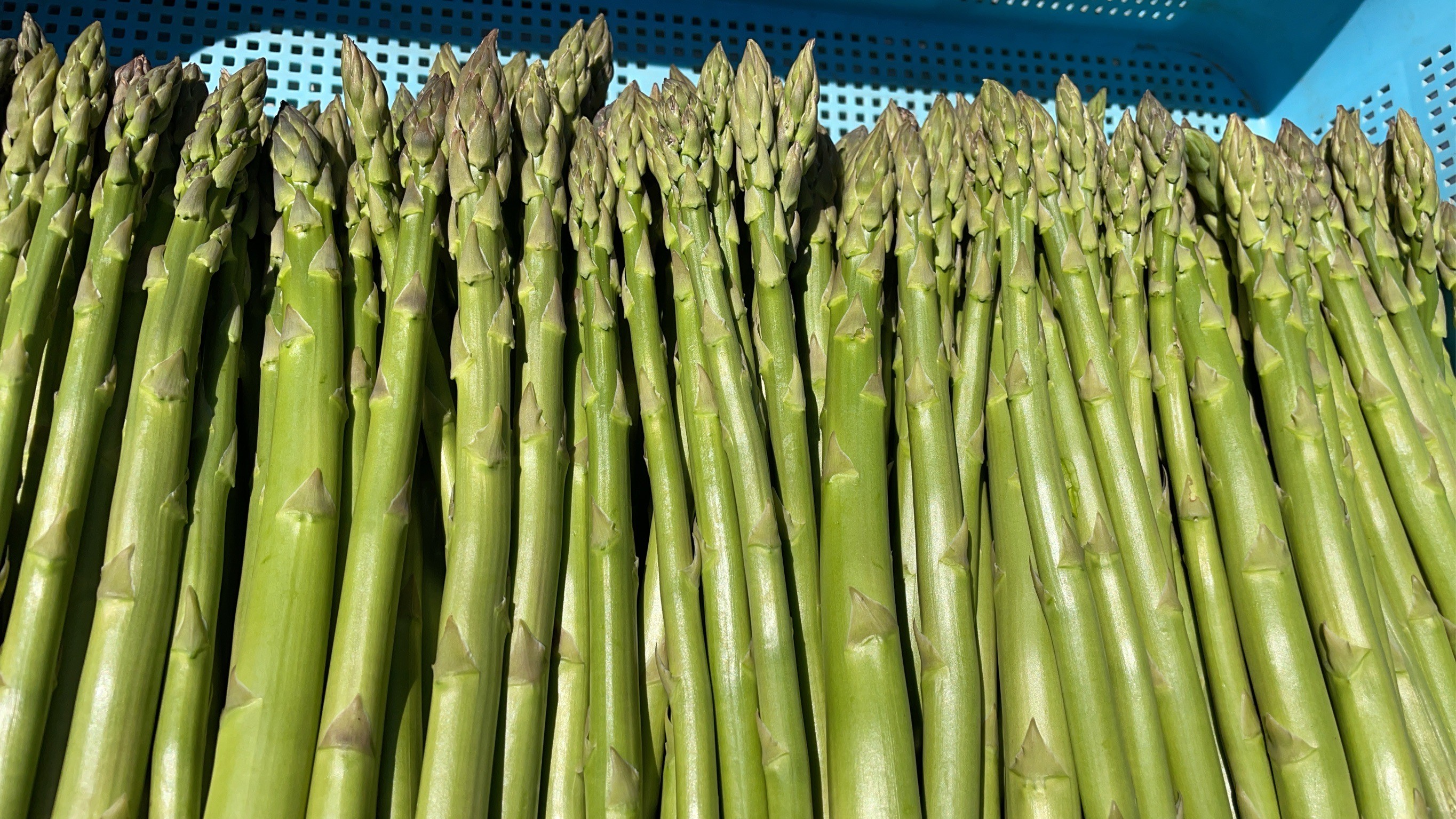 <4月より順次配送>グリーンアスパラ 約1kg(S-L混合) 北海道壮瞥町産 SBTO016