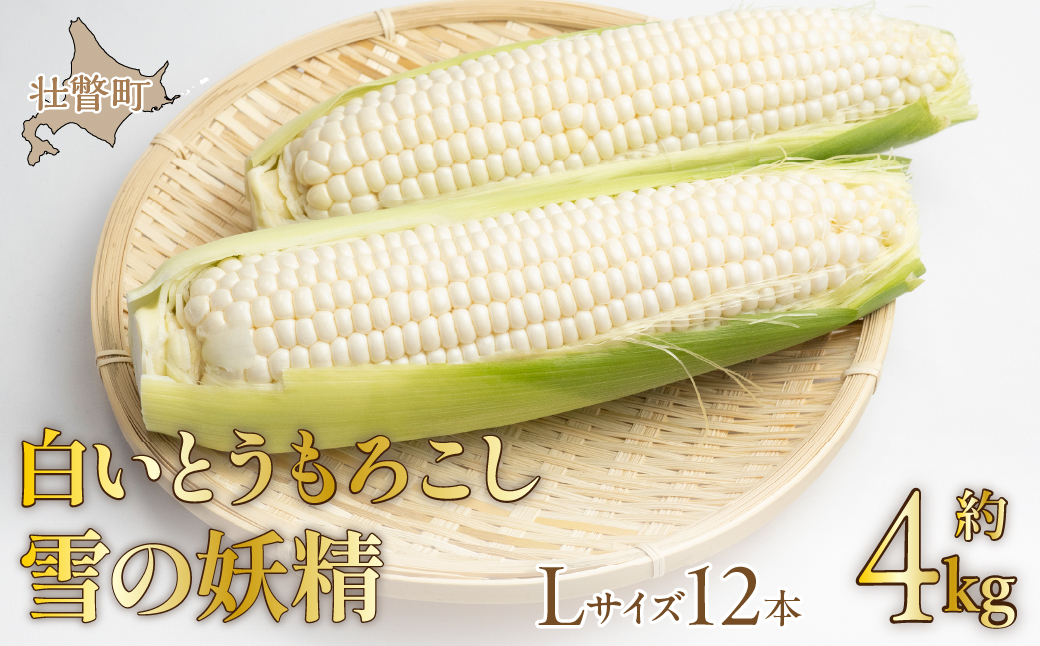 ＜2026年8月下旬よりお届け＞【朝採り】北海道壮瞥産 白いとうもろこし「雪の妖精」Lサイズ12本(約4kg) SBTQ001