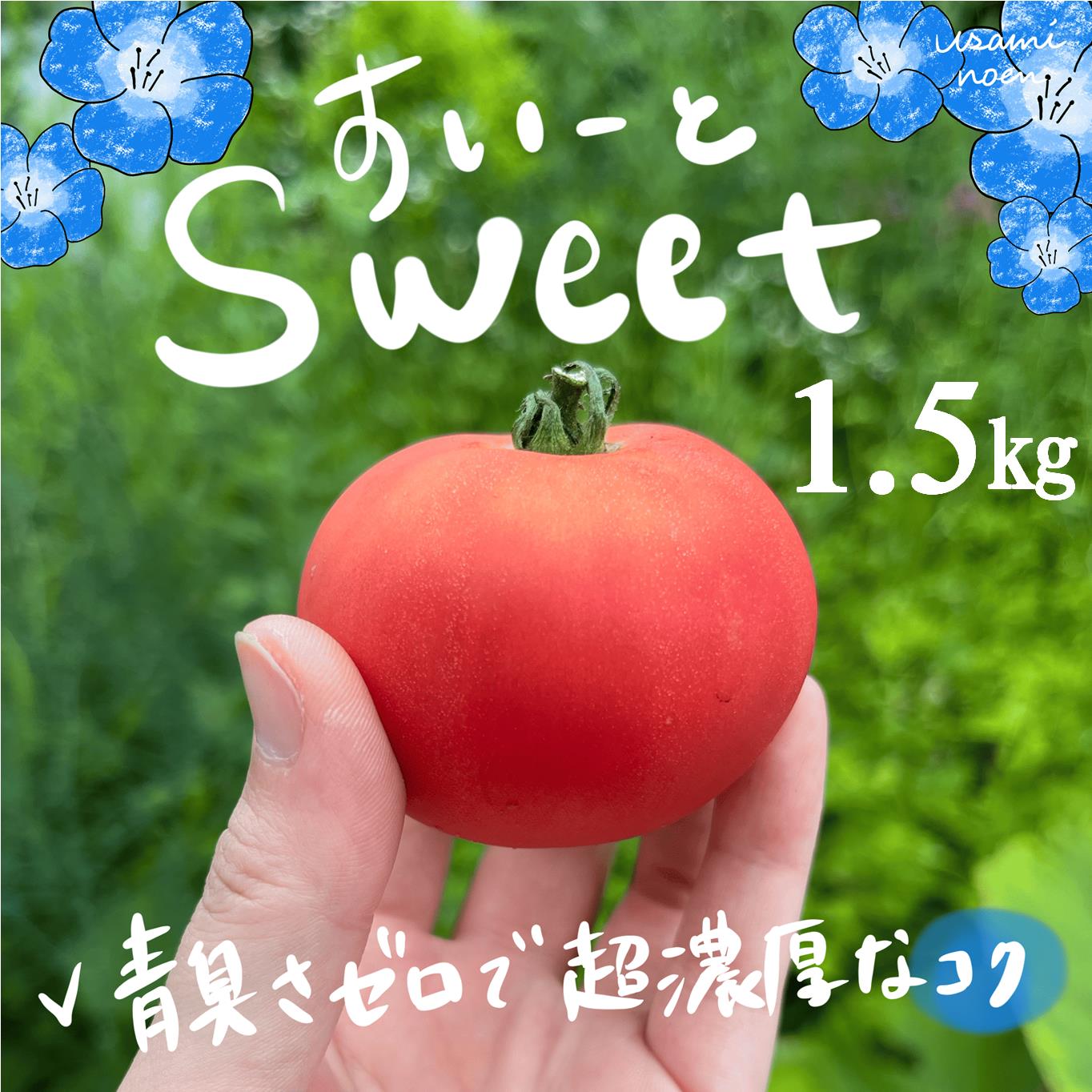 【2026年予約】極旨トマトクール便 北海道壮瞥町産 スイート1.5kg 中玉トマト SBTAJ017