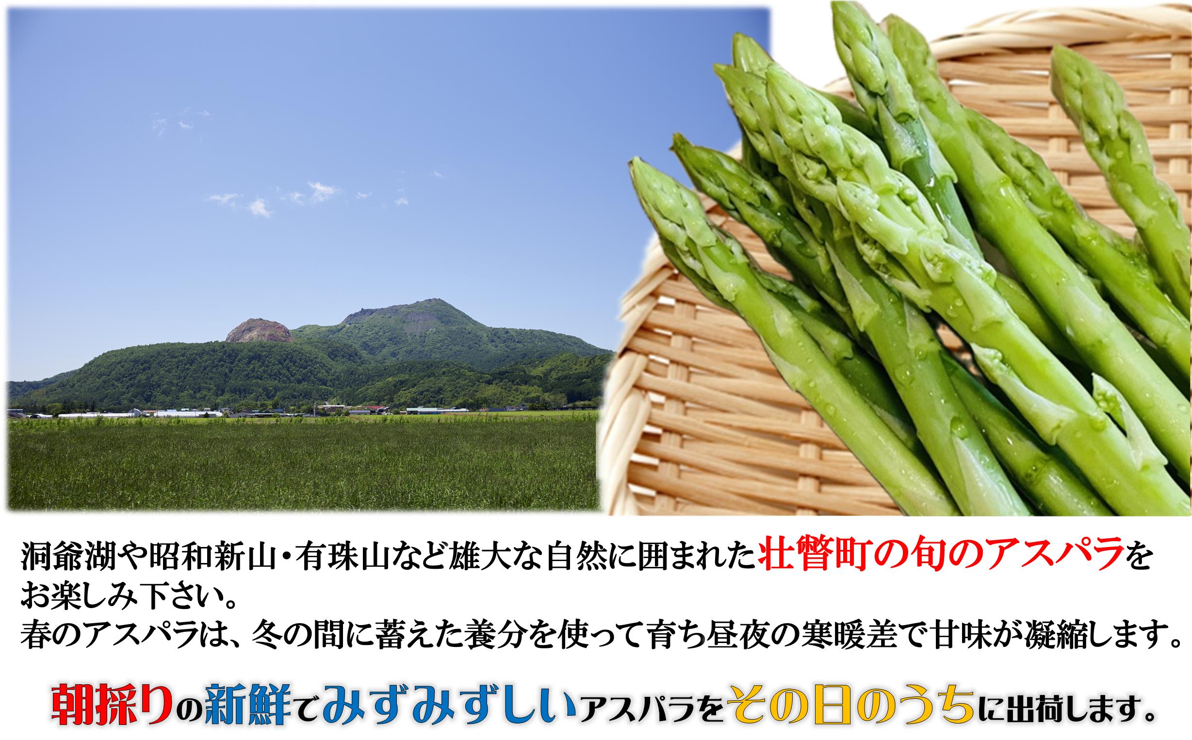 【先行予約】朝採り直送　グリーンアスパラ約1kg（L・2L混合）北海道壮瞥町 SBTM008