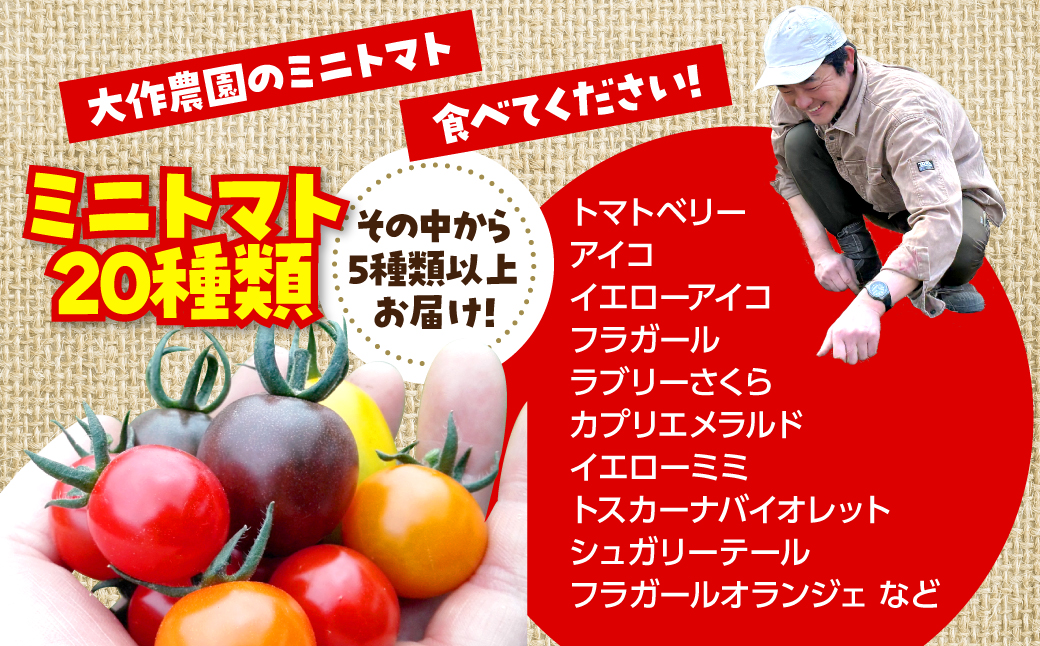 ＜2026年7月上旬よりお届け＞北海道壮瞥産 大作農園のカラフルミニトマト約1.5kg(5種以上) SBTR002