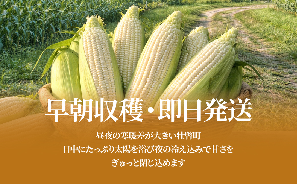 ＜2026年8月下旬よりお届け＞【朝採り】北海道壮瞥産 白いとうもろこし「雪の妖精」Lサイズ6本(約2kg) SBTQ005