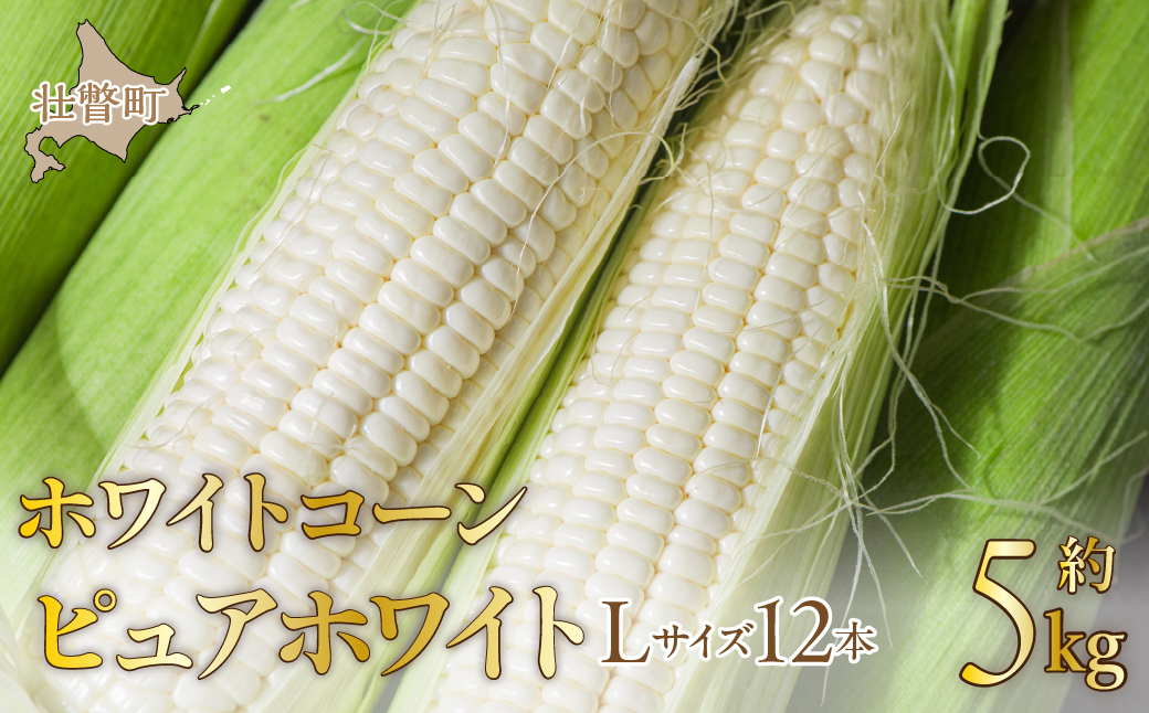＜2026年8月中旬よりお届け＞【朝採り】北海道壮瞥町 ホワイトコーン「ピュアホワイト」Lサイズ以上12本(約5kg) SBTQ003